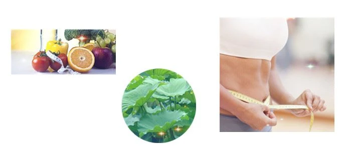 lotus leaf slimming tea 3 lotus leaf slimming tea 3