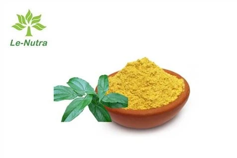 Horny Goat Weed Epimedium Icariin